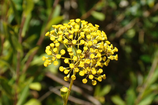 Shrubby Hares Ear (Bupleurum fruticosum)