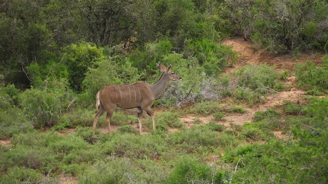 Pan: Female Kudu walks through African acacia tree meadow landscape