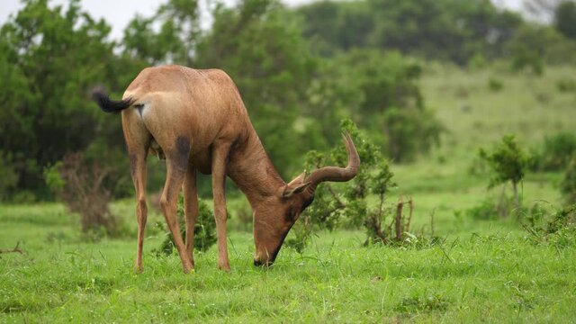 Female Red Hartebeest eats bright green grass after light African rain