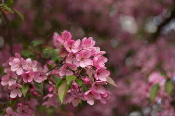 branch with a lot of white and pink flowers. Springtime nature blurry background. The flowers are blurred. Great background for the project