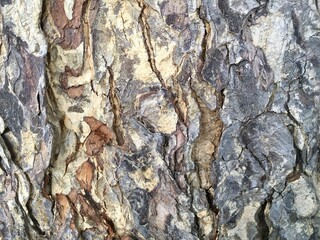 bark of a tree
