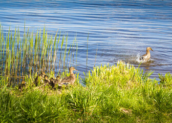 Spring. The birth of the new in nature. It's a sunny day. A little girl is feeding ducks on the lawn. Image with selective focus.