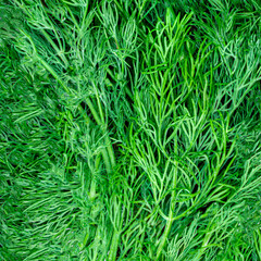 Dill. Fresh dill  background. Food ingredient Pattern