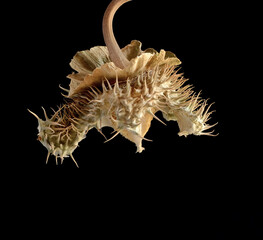 Datura stramonium