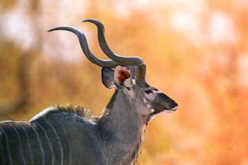Kudu animal at African forest, mature kudu bull silhouetted against the golden light of a setting African sun, Front view of a portrait of male Greater kudu, a species of antelope at sunset light.