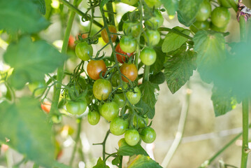 harvesting tomatoes in the cherry garden