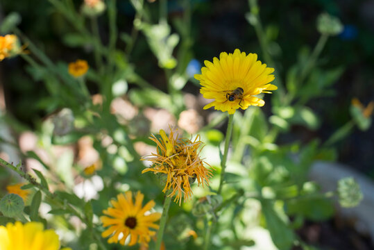 yellow daisy garden flowers