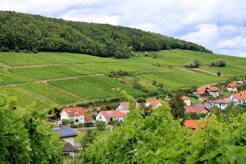 Fototapeta na wymiar Vineyards along the german wine street in summer
