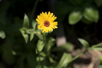 yellow daisy garden flowers