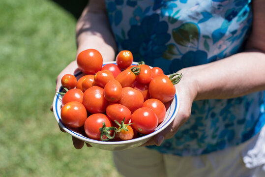 harvesting tomatoes in the cherry garden