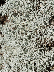 Santolina chamaecyparissus ou Santoline petit-cyprès, sous-arbrisseau au feuillage étroit, décoratif gris argenté le long d'un talus