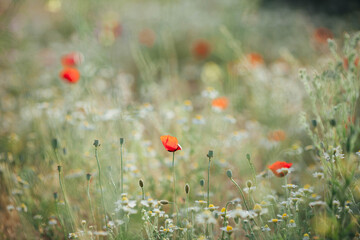 Fototapeta premium field of red poppies
