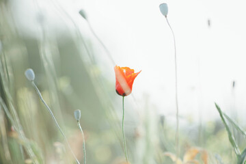 Obraz premium poppy flowers in the field