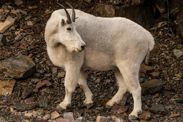 Mountain Goat Poses on Rock Pile