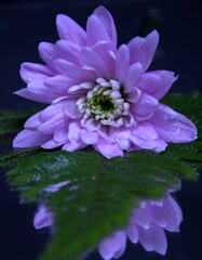 Pink flowers chryzanths and fern on dark background reflection on water tender chryzantemy i paproć  różowe i delikatne © Anna