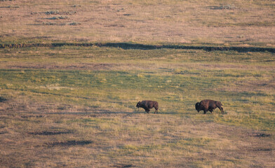 Male Bison Chases Female Across Hayden Valley