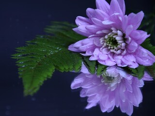 Pink flowers chryzanths and fern on dark background reflection on water tender chryzantemy i paproć  różowe i delikatne © Anna