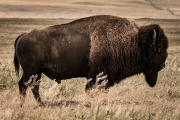 Muted Profile of Large Male Bison