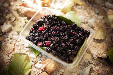 blue blackberries to the basket