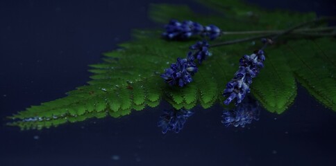 Lavender nad fern on dark background, reflection, lawenda i paproć na ciemnym tle lustrzane odbicie