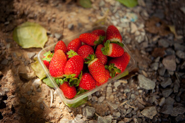 strawberries in the garden
