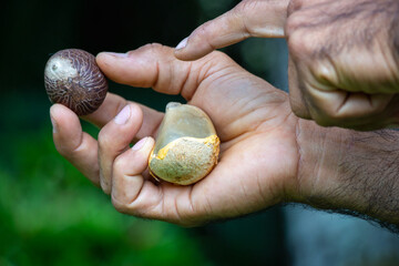 Fruto de la palma de tagua