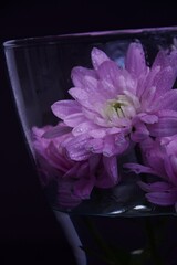 Chrysanthemums pink  flowers in glass on dark background chryzantemy w szklanym wazonie delikatne romantyczne tło - obrazy, fototapety, plakaty