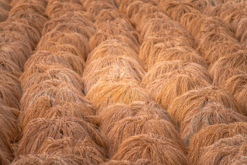 Ripe rice is drying after gathering harvest
