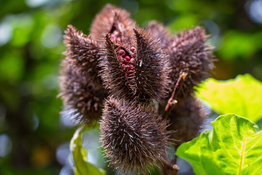Achiote, Bixa orellana,  annatto u onoto 