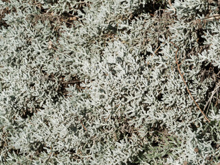 Santolina chamaecyparissus | Santoline petit-cyprès ou petite citronelle au feuillage finement découpé, lobé gris argenté borduré de limbes dentés