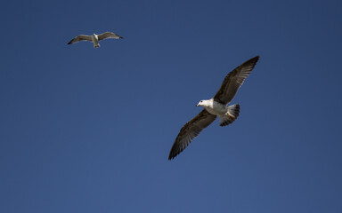 Close-up of two gulls flying in the sky