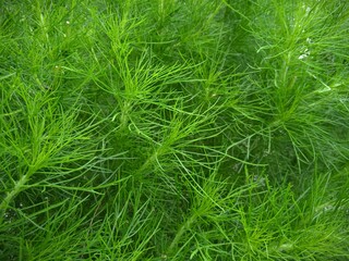 green grass background