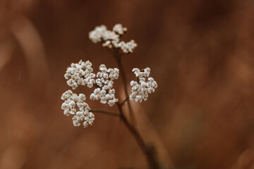 white flowers on a branch from close up