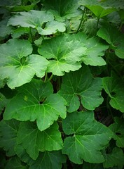 green leaves in the garden