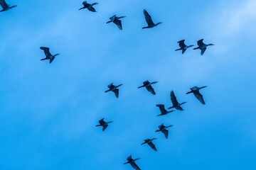 birds