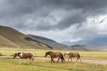 horses in mountain landscape near Castelluccio village in National Park Monte Sibillini, Umbria region, Italy