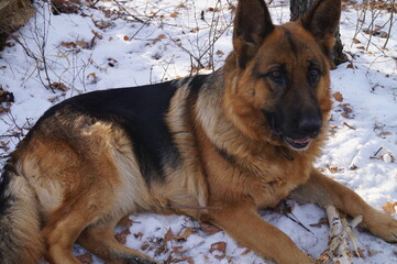 Close-up of a dog (lying on the ground) of the German Shepherd breed. Snow winter background. Natural light