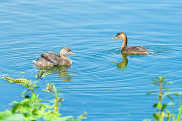 Little Grebe (Tachybaptus ruficollis) on the lake