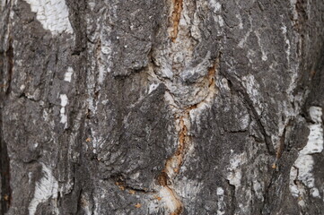 Close-up (macro photography) of a tree trunk - birch. Old tree bark. Can be used as a background.