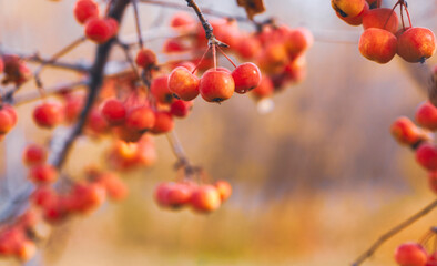 Wild Paradise apples are ripe and hang on a bare branch of an Apple tree in autumn. Selective focus.