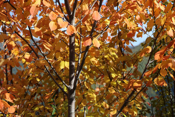 autumn leaves background