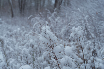 Snow-covered grass on a cloudy winter day.