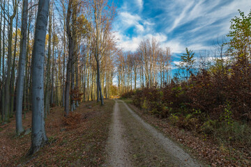 Obraz premium Forest path and trees in Jizerske mountains in autumn sunny color day