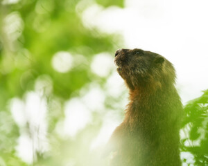 thoughtful marmot in gran teton national park