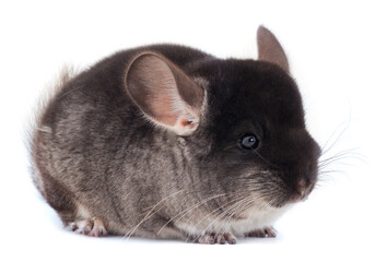 Obraz premium Little gray chinchilla.