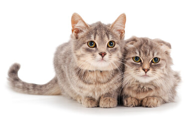 Fototapeta premium Two small gray kitten.