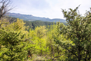 Crimea
Crimean mountains
Mountains
Forest 
Crimean forest
Nature