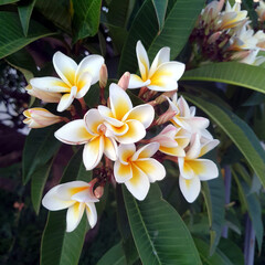 Plumeria. Yellow white flower blossoms from above, frangipani.