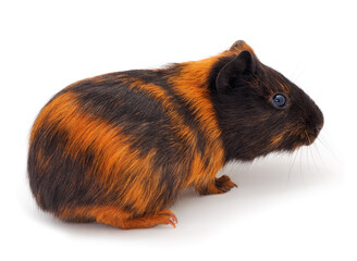 Guinea pig isolated.