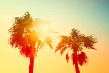 Silhouette of palm trees at sunset, vintage filter